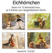 Kleinkärtchenserie Eichhörnchen, 12 Stück Kleinkärtchenserie Eichhörnchen, 12 Stück