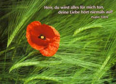Postkarten Blumen im Ährenfeld, 6 Stück