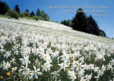 Postkarten Blumenwiesen, 6 Stück