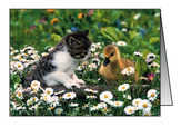 Faltkarten Tierfreundschaften, 5 Stück