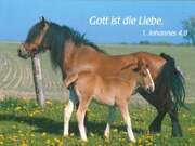 Kärtchen-Kassette - 50 Stück Kärtchen-Kassette - 50 Stück