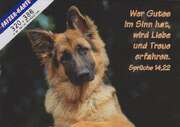 Postkarten Hunde - 6 Stück Postkarten Hunde - 6 Stück