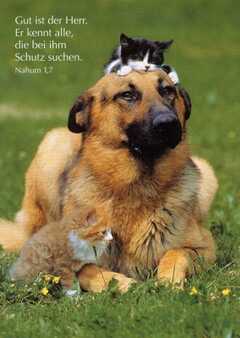 Postkarten Tierfreundschaften, 6 Stück